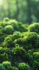 b'Close-up of green moss growing on the forest floor'