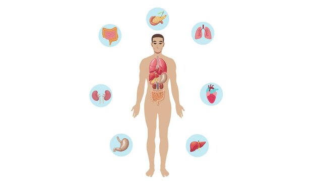 Human Anatomy with Organs Diagram animation on white background. Male Body infographic for biology system, medicine visual and science. 