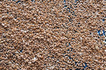 Dry wheat grains close-up. Natural background. Texture of seeds, top view.