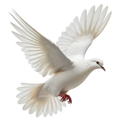 A white dove in flight, with its wings spread wide and its beak open. The dove has a red band around its leg and appears to be in mid-flight against a plain white background.