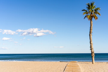 palm tree on the beach with wooden path, sand, blue sky and some small clouds
palm tree on the...