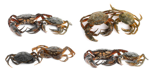 Fresh raw crabs isolated on white, set