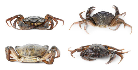 Fresh raw crab isolated on white, set