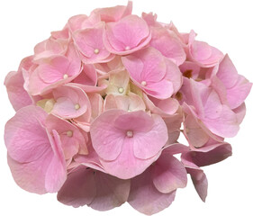 pink hydrangea isolated png
