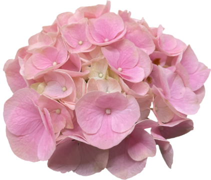 pink hydrangea isolated png