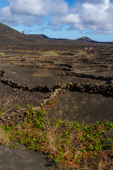 Traditional viticulture on volcanic soil. Vineyards in the La Geria region. Lanzarote island,...
