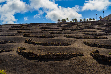 Traditional viticulture on volcanic soil. Vineyards in the La Geria region. Lanzarote island, Canary islands, Spain, Europe - obrazy, fototapety, plakaty
