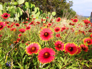 Texas Indian Blankets Wildflowers