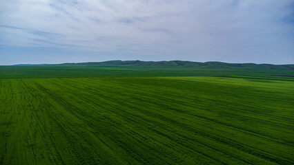 car moves in green field farm top view