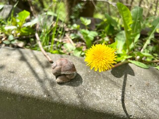 Snail and yellow dandelion flower on concrete wall in garden