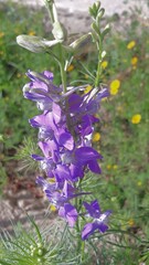 Fototapeta premium flowers in the garden