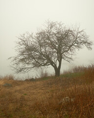 Tree in fog, Beals Island, Maine