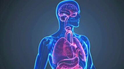 3d rendered illustration of a human body