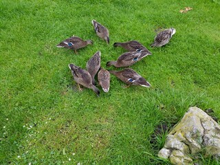 ducks on the grass