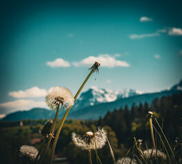 Pusteblumen vor den bayerischen Alpen