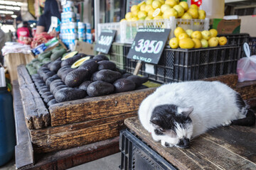 Santiago, Chile - 26 Nov, 2023: A cat sleeps on a market stall at the Mercado La Vega in central Santiago