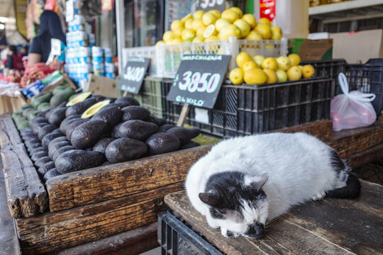 Santiago, Chile - 26 Nov, 2023: A cat sleeps on a market stall at the Mercado La Vega in central Santiago