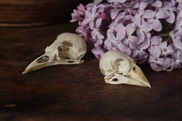 Two bird's skulls with lilac flowers on wooden background