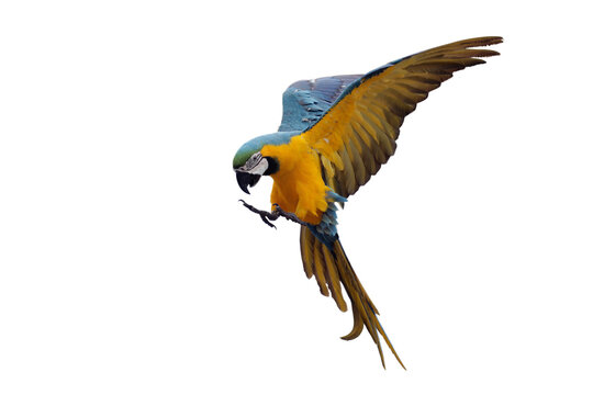 The scarlet macaw (Ara macao) flying through on sky, Big parrots flying with white background
