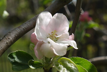Kwitnące kwiaty jabłoni na gałęzi. Zbliżenie pachnących różowych kwiatów jabłoni. Wiosenne kwiatki na jabłonce. © Currentofimages