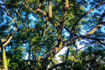 Fototapeta premium Brazilian rainforest trees for background