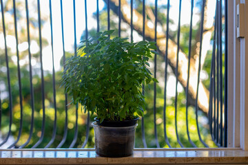 Pots of fresh herbs on the window. Basil