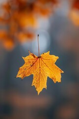 An orange maple leaf floating in mid-air against a blurred background of fall colors.