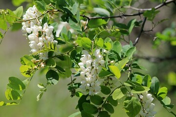 White Robinia pseudoacacia flowers on coils in spring
