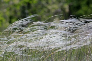 Stipa pulcherrima inflorescences in a meadow in spring

