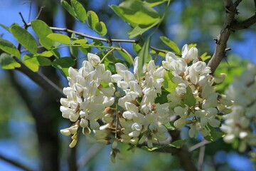 White Robinia pseudoacacia flowers on coils in spring
