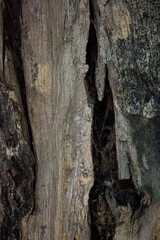 bark wood skin dry tree texture and background, nature life concept abstract