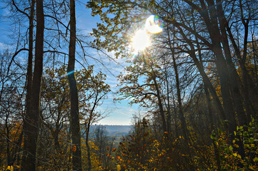 sun shining through trees
