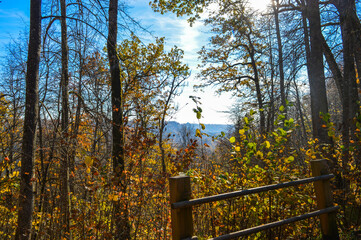 sun shining through trees