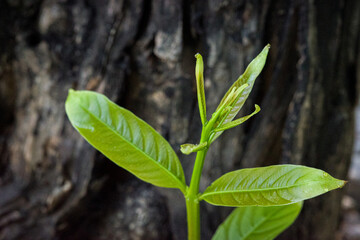nature young green seedlings plants growing on tree life concept background 
wildlife