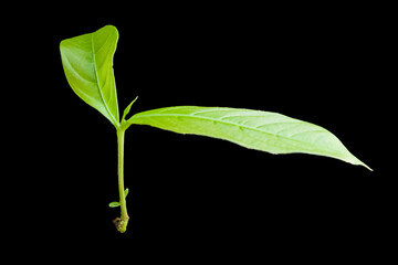 nature young green seedlings plants growing life concept on back background 
wildlife