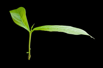 nature young green seedlings plants growing life concept on back background 
wildlife