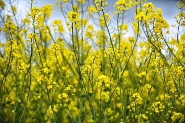 Colza, aceite, flor amarilla, campo