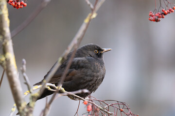 red winged blackbird