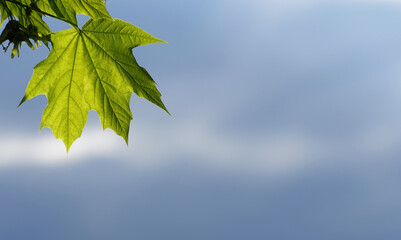 Natural background, sky and green leaf in spring.