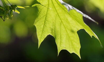 Natural background, sky and green leaf in spring.