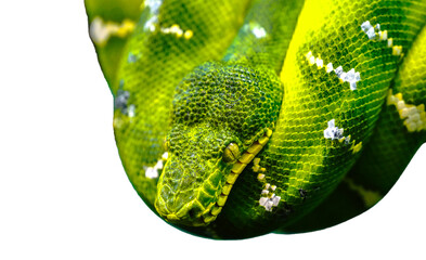 emerald tree boa (Corallus caninus) isolated on white background, cut out