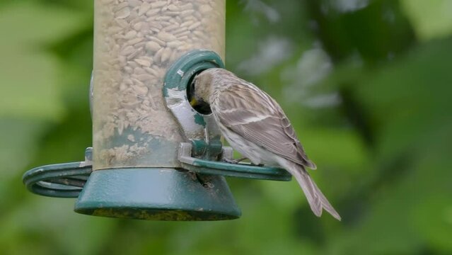 Redpoll on a Bird feeder