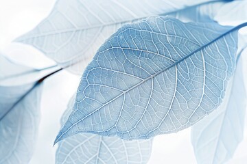 Intricate Blue and White Leaf Veins Dance in Closeup Harmony