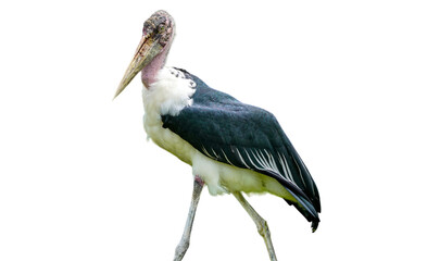 marabou stork (Leptoptilos crumenifer), isolated on white background, cut out