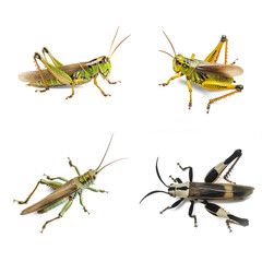 Four different types of grasshoppers on transparent png background