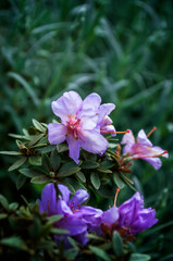 Purple Rhododendron in bloom. Rhododendron impeditum.