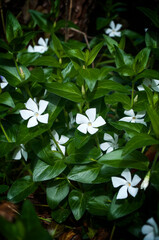 Vinca minor (lesser periwinkle or dwarf periwinkle)