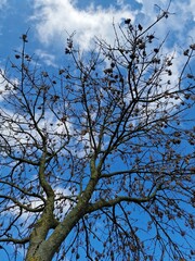 Fotografie kahler Äste. Minimalistischer Ansatz. Blauer Himmel im Hintergrund. Weiße Wolken. Äste. Vorfrühlingsszene. Sonniger Tag. Draußen. Nahaufnahme von Bäumen. Natürlichen Umgebung. Perfekt.