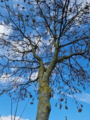 Fotografie kahler Äste. Minimalistischer Ansatz. Blauer Himmel im Hintergrund. Weiße Wolken. Äste. Vorfrühlingsszene. Sonniger Tag. Draußen. Nahaufnahme von Bäumen. Natürlichen Umgebung. Perfekt.