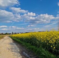 Frühlingsszene. Agrarlandschaft. Bebautes Feld. Landschaft. Landstraße. Ackerland. Blauer Himmel und weiße Wolken. Sonniger Tag. Natürlichen Umgebung. Kulturpflanzen. Baumsilhouetten. Lasches Grün.
